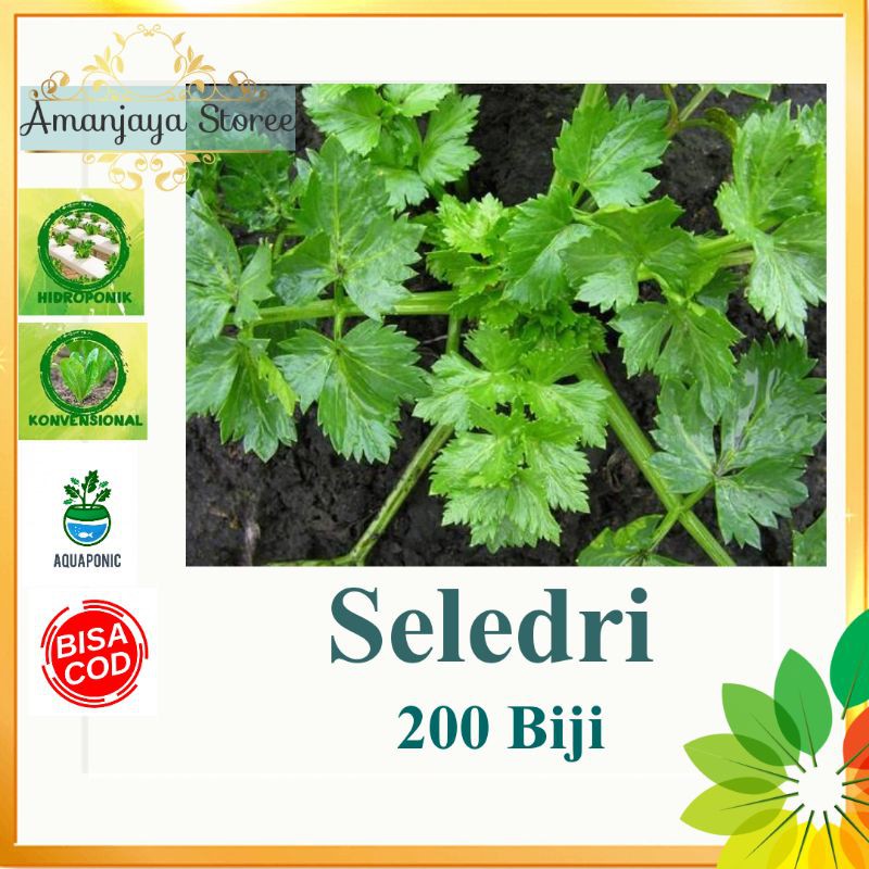 Benih SELEDRI AMIGO / Hidroponik isi 200 biji