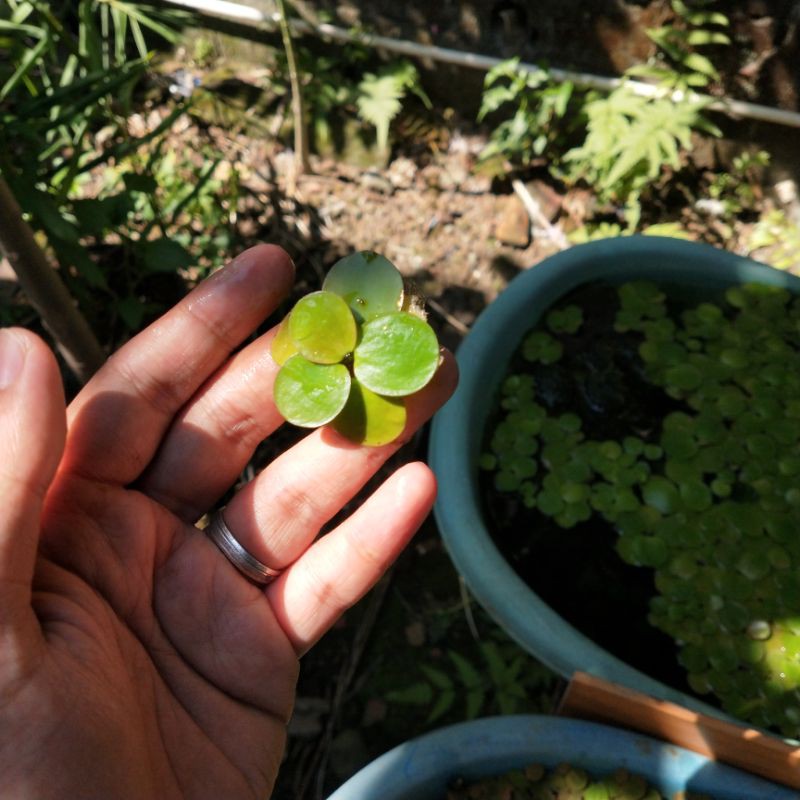 

Amazone Frogbit