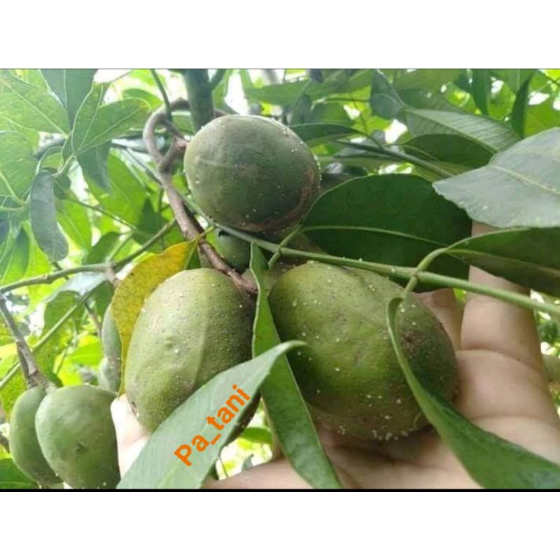 

KEDONDONG