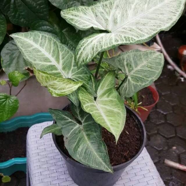 syngonium hijau syngonium ijo syngonium podopillum tanaman hias syngonium