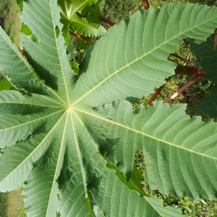 Victory Seed - Bibit Benih Buah Jarak Kepyar Hijau (Isi 10 Biji)