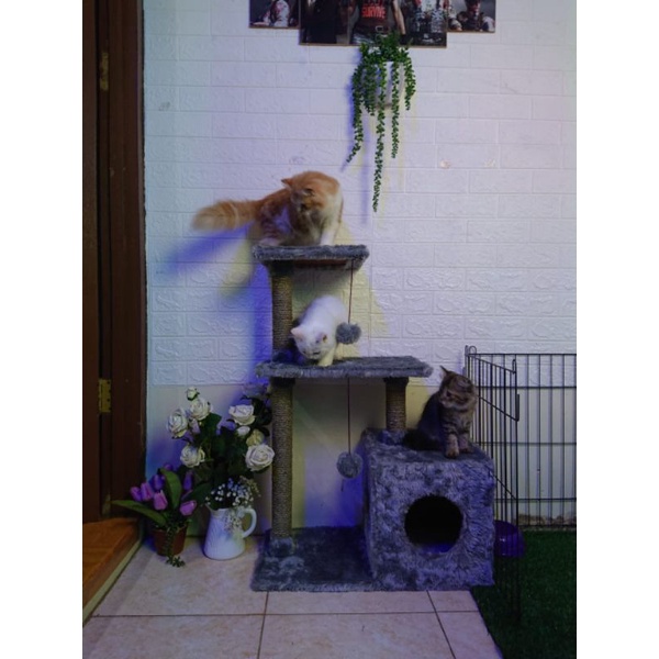 Cat tree cat condo  cat scratcher mainan kucing garukan kucing (Ready)