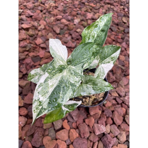 Singonium Varigata/Sygonium Variegata