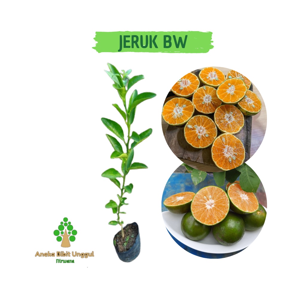 BIBIT JERUK BW  -  BIBIT JERUK BW MADU -  BIBIT JERUK BW JERUK MANIS OKULASI - BIBIT JERUK KEPROK BW