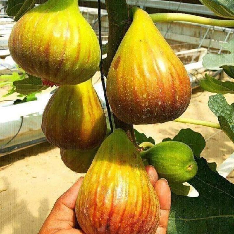 

FC bibit buah tin jenis TBT