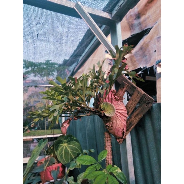 platycerium ridleyi - tanduk rusa ridley