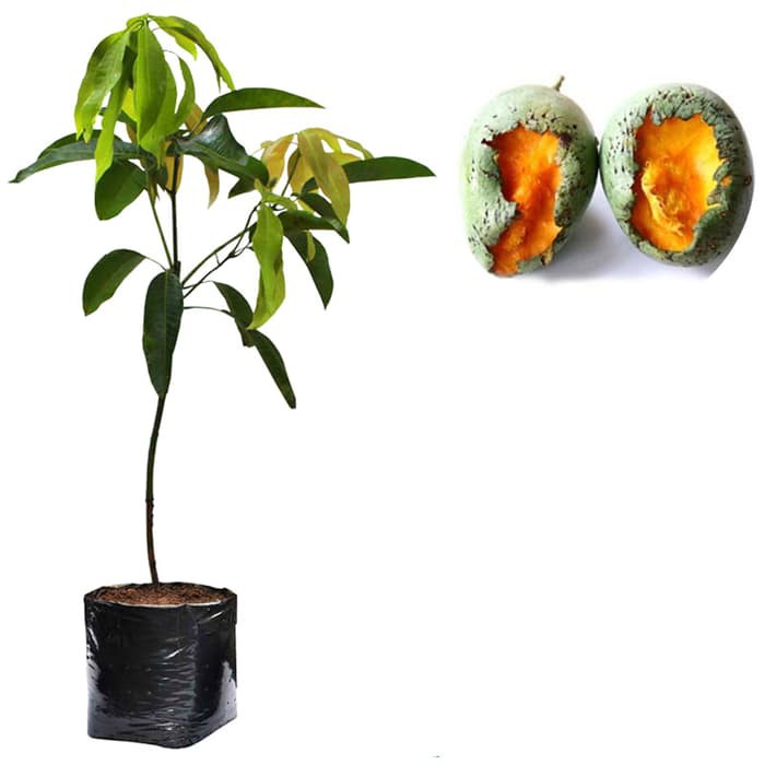 Bibit Mangga Manalagi 60cm