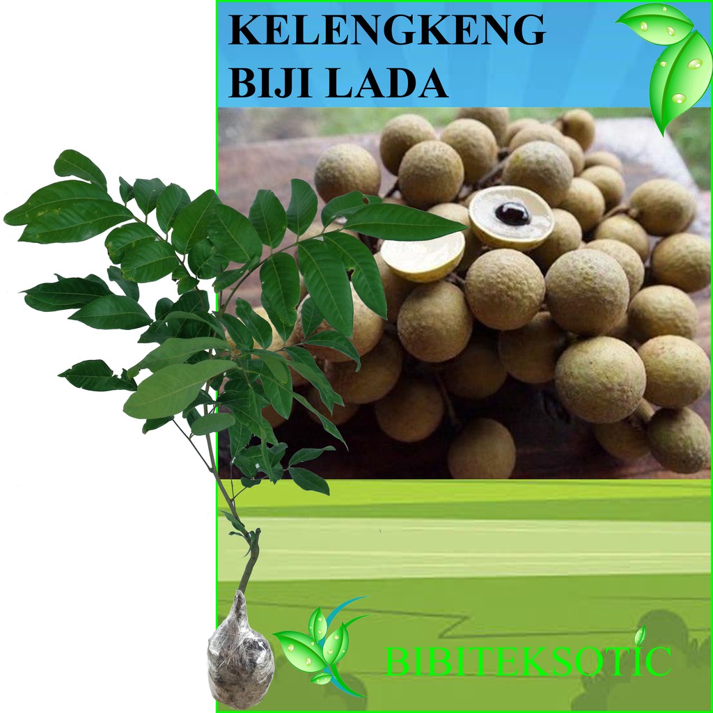 Tanaman Kelengkeng Matalada / Biji Lada (Tinggi 40-60 cm)