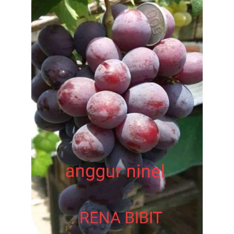 Bibit anggur impor jenis ninel, anggur impor, anggur bonus bibit Bidara atau anggur lokal