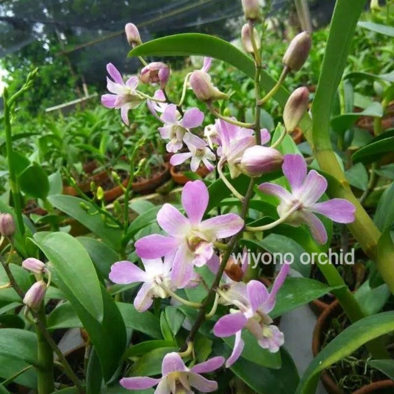 Anggrek Dendrobium mini pink