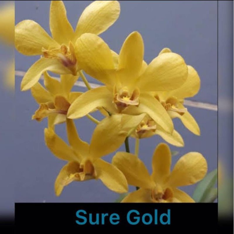anggrek dendro/dendrobium suree gold/sure gold