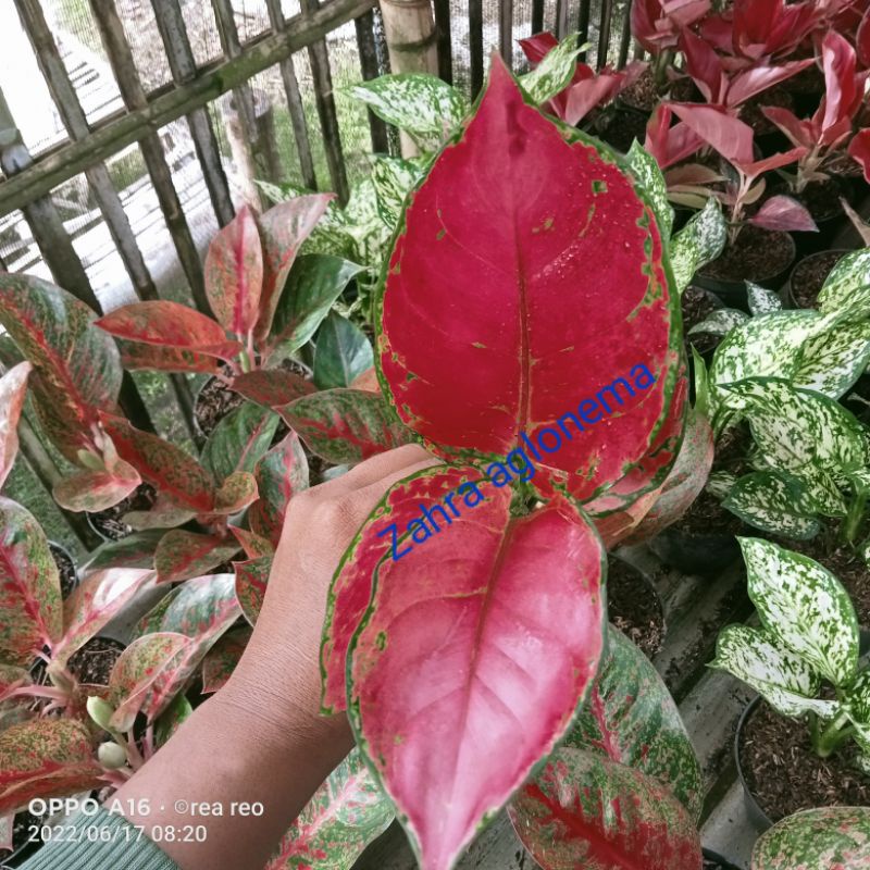aglonema red anjamani kecil