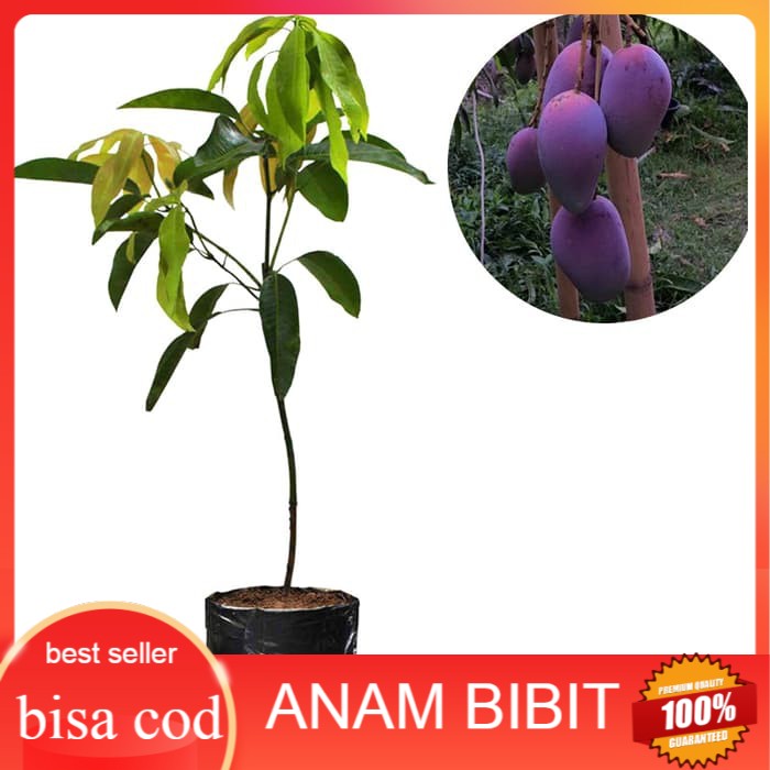 Bibit Mangga Irwin/bibit buah mangga irwin - WISATA AGROTANI