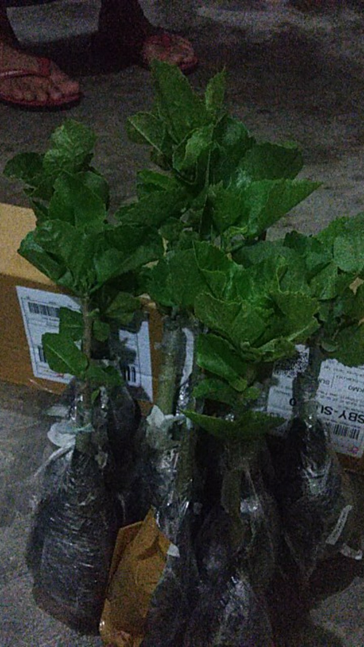 Paket Hemat Hibiscus 10pcs