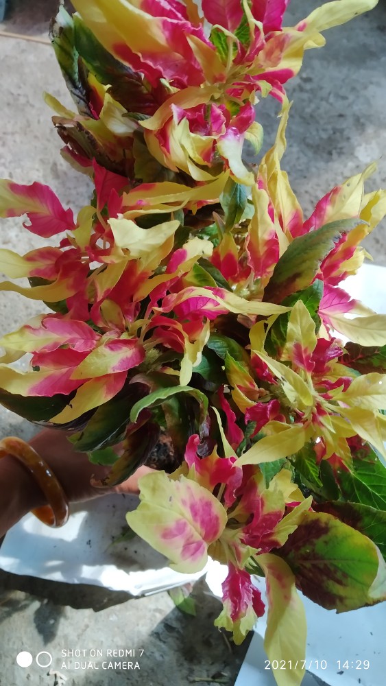 Tanaman Hias Bunga Amaranthus Tricolor