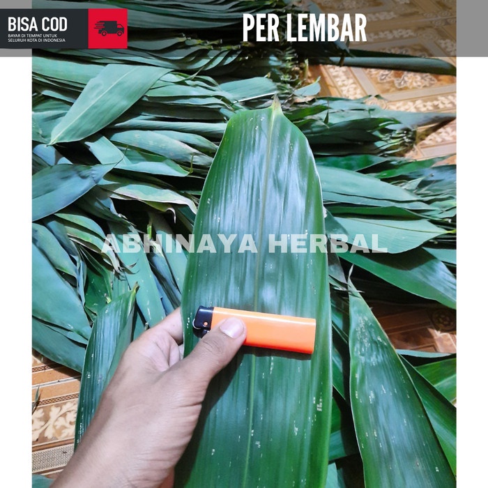

Daun Bambu Jumbo - Daun Bambu bungkus Bacang/Bakcang per helai