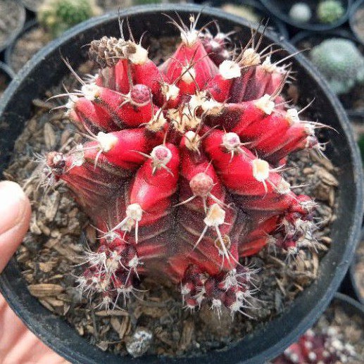 Gymno hibotan nishiki ownroot