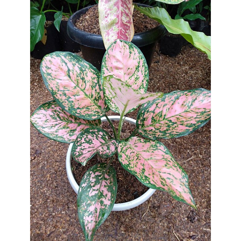 agloenema Ruby kirana pink/Ruby dinamik . size dewasa rimbun (indukan)