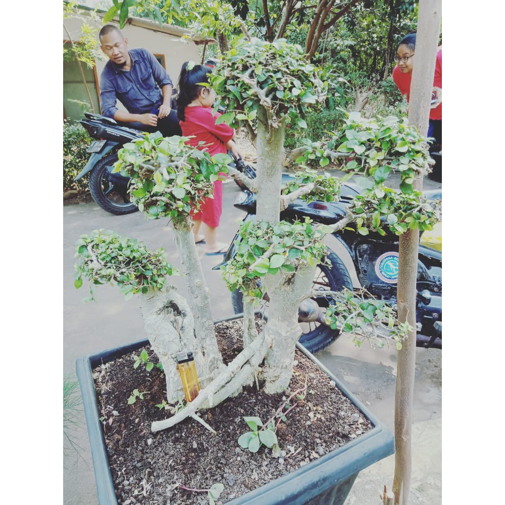 Bahan Bonsai Serut