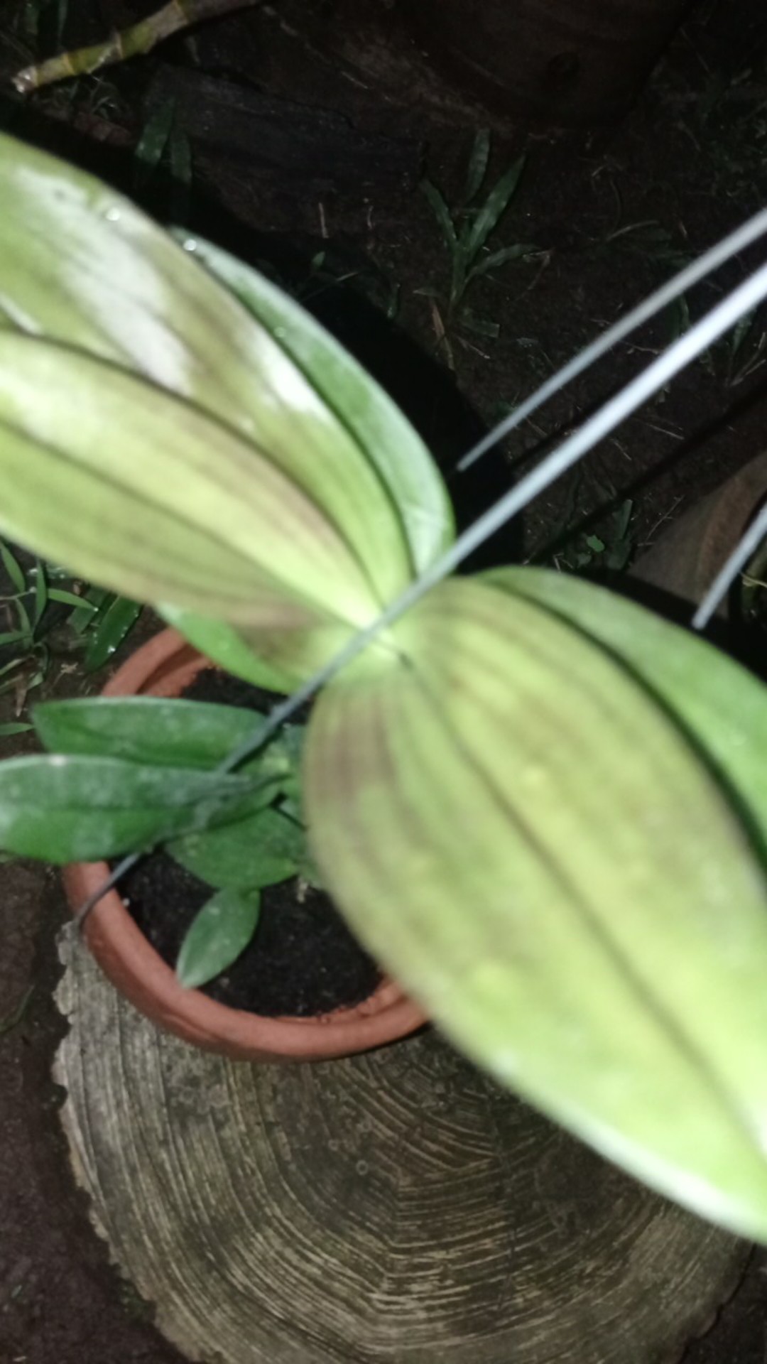 Dendrobium Mangosteen