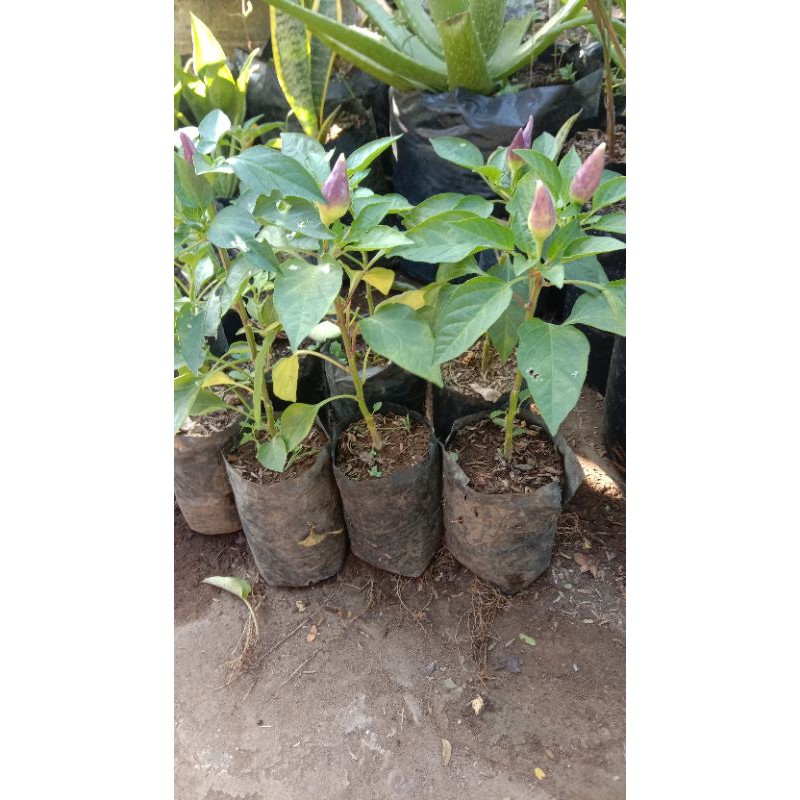 

MURAH!! bibit cabe hias kondisi udah berbuah
