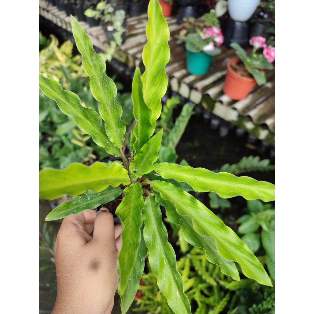 Tanaman Calathea Bambu Tanaman Hias Calathe Rufibarba Calathea Murah daun Segar