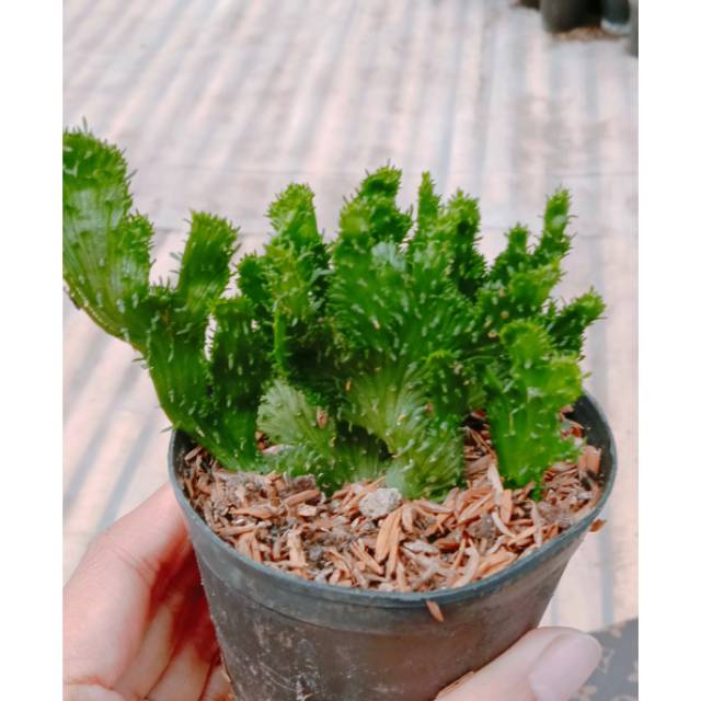 Kaktus Sukulen Euphorbia Flanaganii cristata