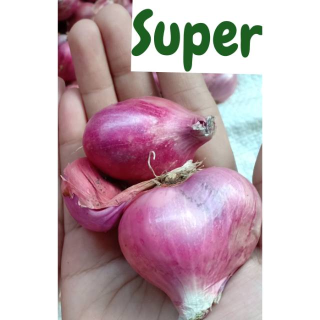 

Bawang Merah Brambang Super