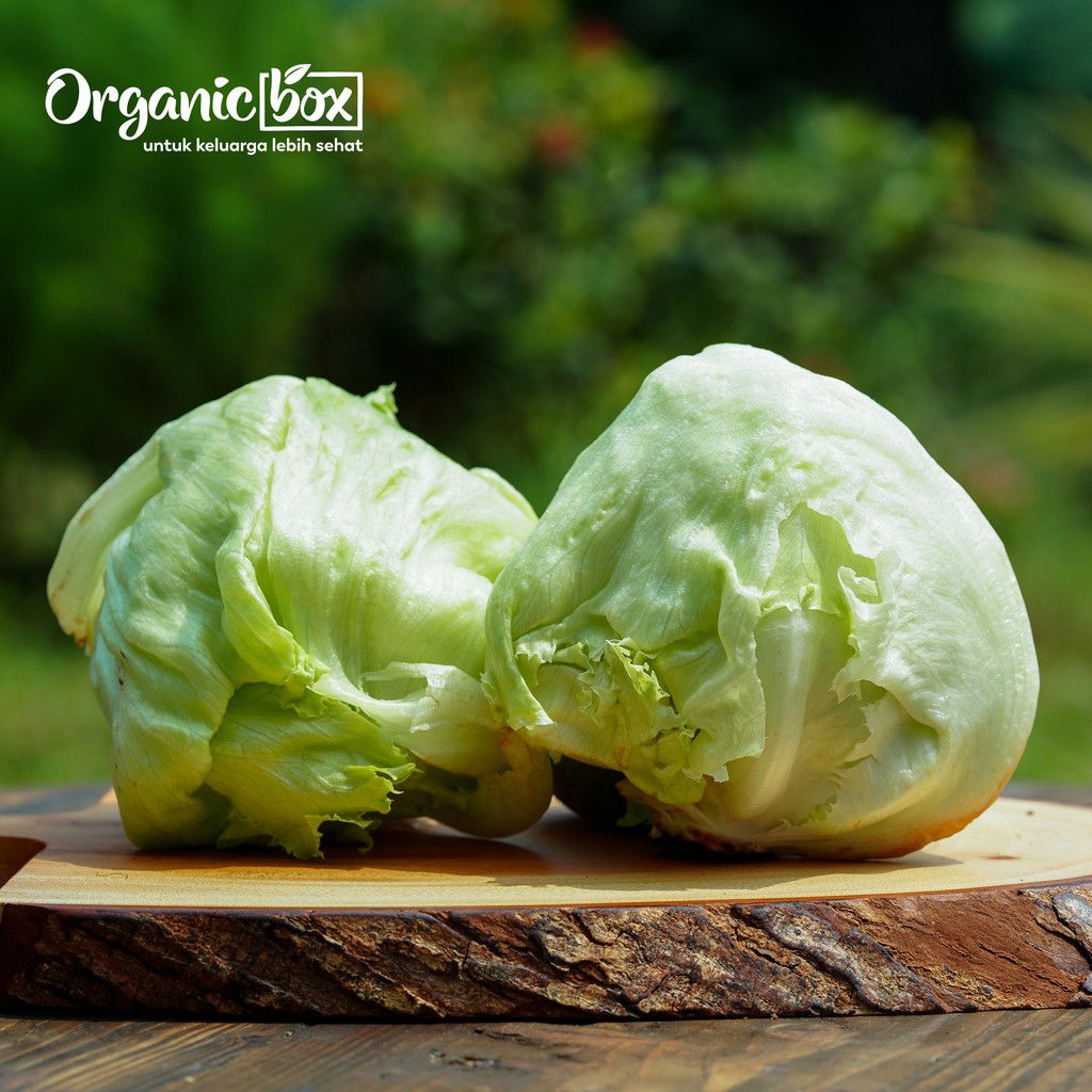 

LETTUCE HEAD ORGANIK 200gr Masada