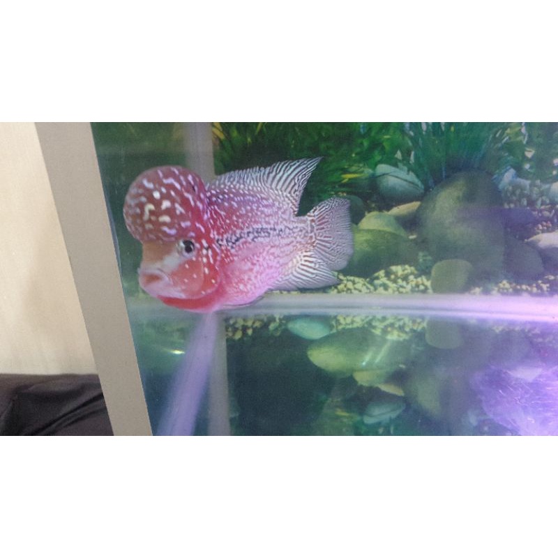 louhan kamfa f2 super red king