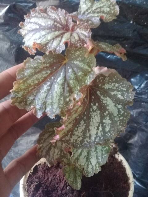 Begonia PERAK