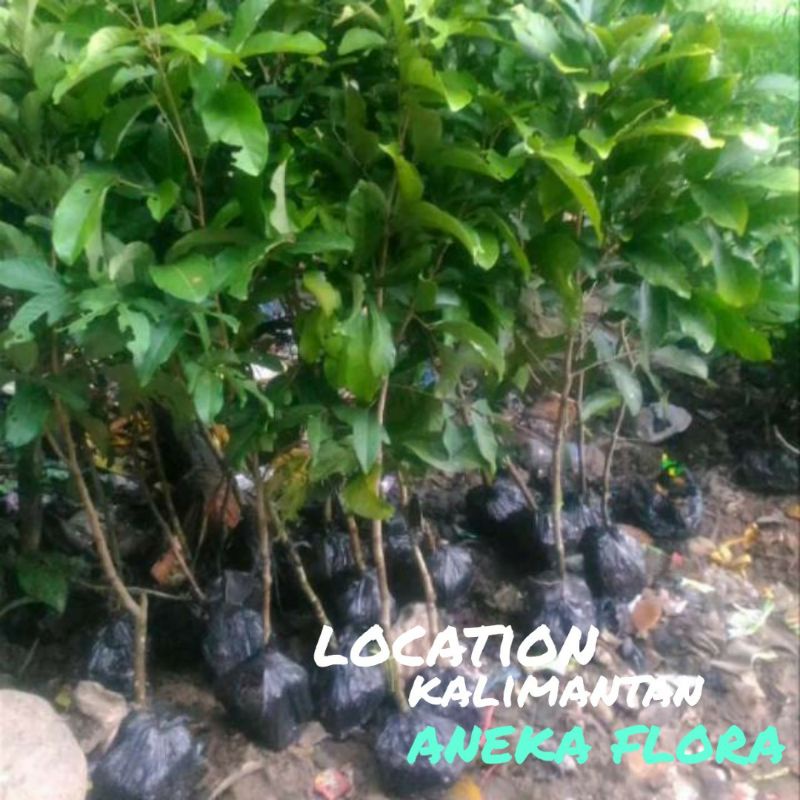 Bibit Rambutan Antalagi cangkok