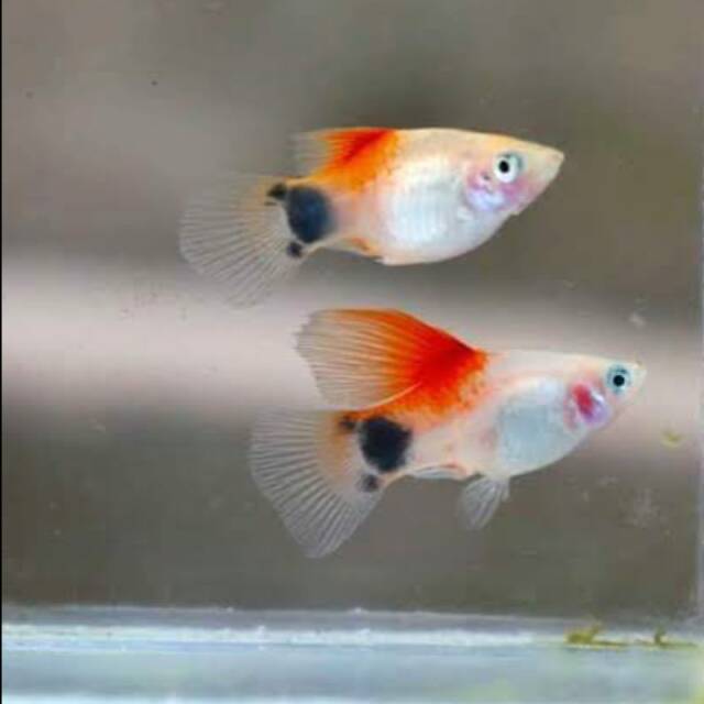 Jual Ikan Platy Mickey Mouse Aquascape Indonesia Shopee Indonesia