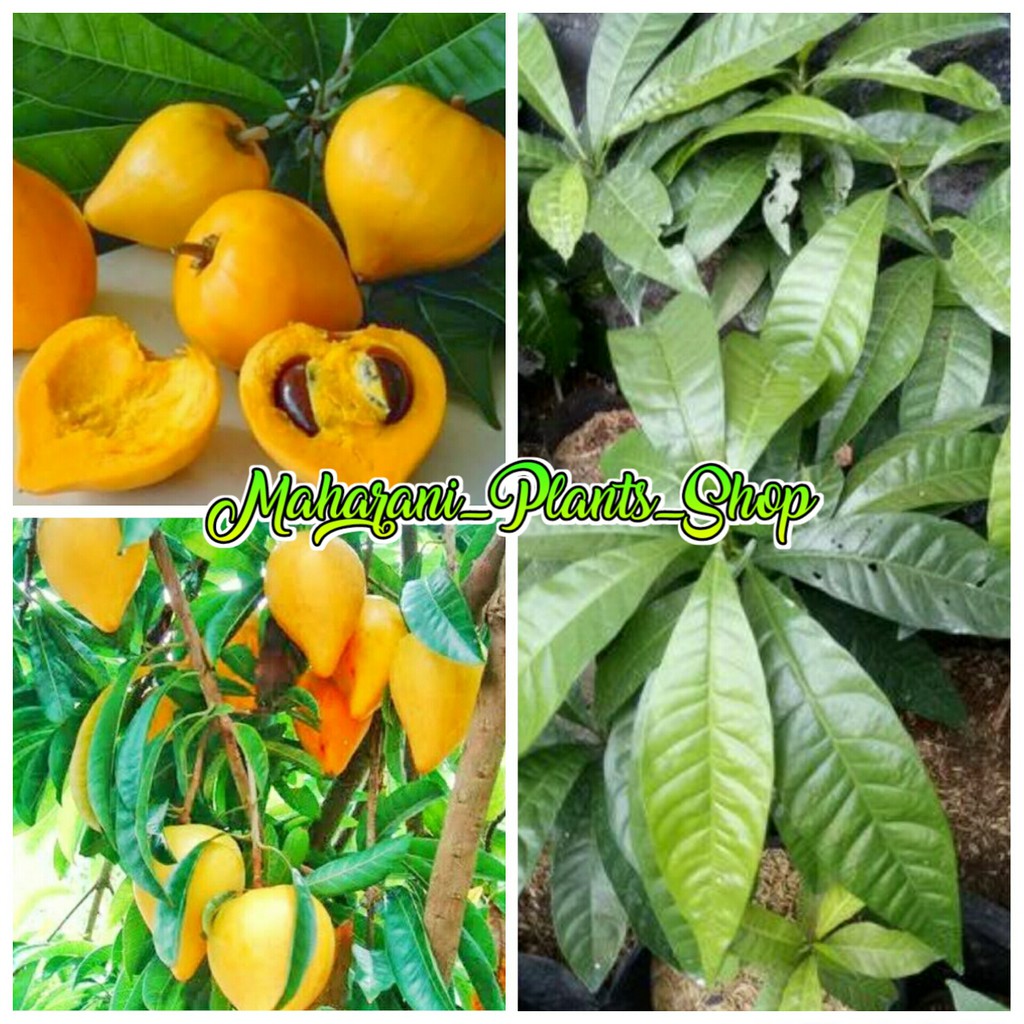 bibit buah sawo mentega / alkesa / sawo belanda