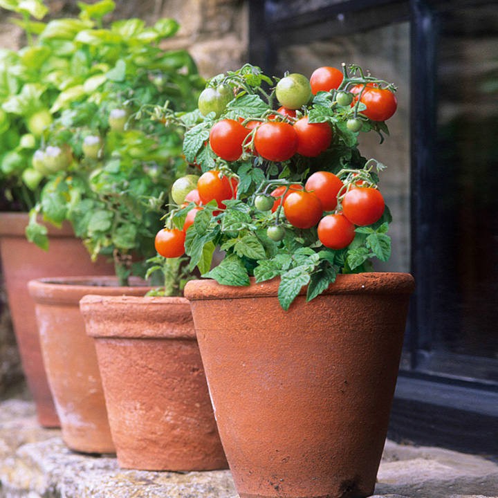 Benih Bibit Biji - Tomato Red Robin Cherry Dwarf Tomat Ceri Merah Seeds