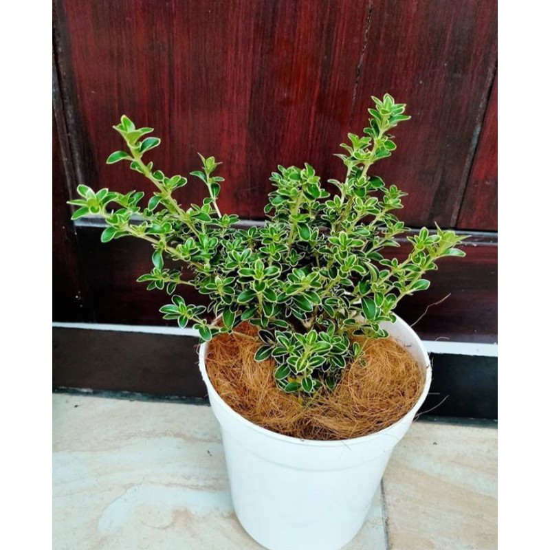 tanaman mirten bunga mirten