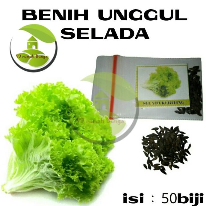[Ready] Bibit Sayuran Selada/Bibit Selada/Benih Selada [Sds450]