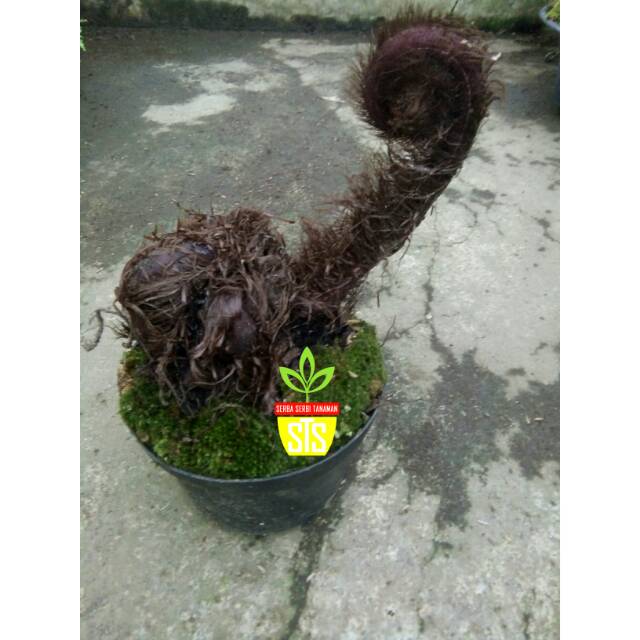 Tanaman pakis hanoman-ekor monyet