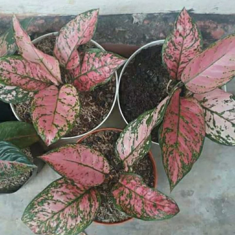 AGLONEMA LADY VALENTIN