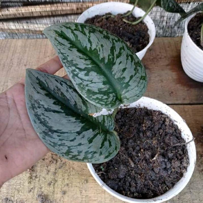 scindapsus silver splash