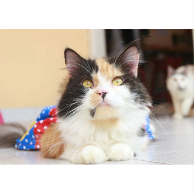 Dress polkadot pelangi untuk kucing dan anjing / baju kucing murah meriah size S M L XL