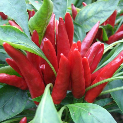 Benih Bibit Biji - Cabai Rawit Red Cluster Pepper Seeds - IMPORT