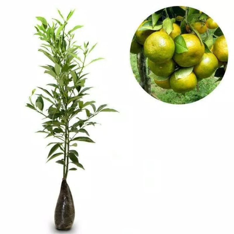 Bibit Jeruk Keprok Siem Madu