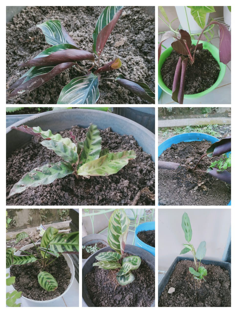  Tanaman  hias Spesial paket calathea  kalatea silverplat 