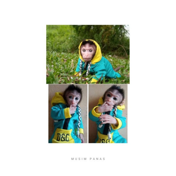 BAJU MONPAI & BERUK .BABY & DEWASA.baca diskripsi ukuran sebelum buat pesanan