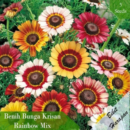 Unik Bibit Benih Bunga Krisan Rainbow Mix Chrysanthemum Benih Bibit Unggul Berkualitas