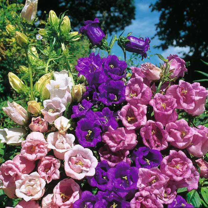 Benih Bibit Biji - Bunga Canterbury Bells Cup and Saucer Mixed Ungu Putih Pink Flower Seeds - IMPORT