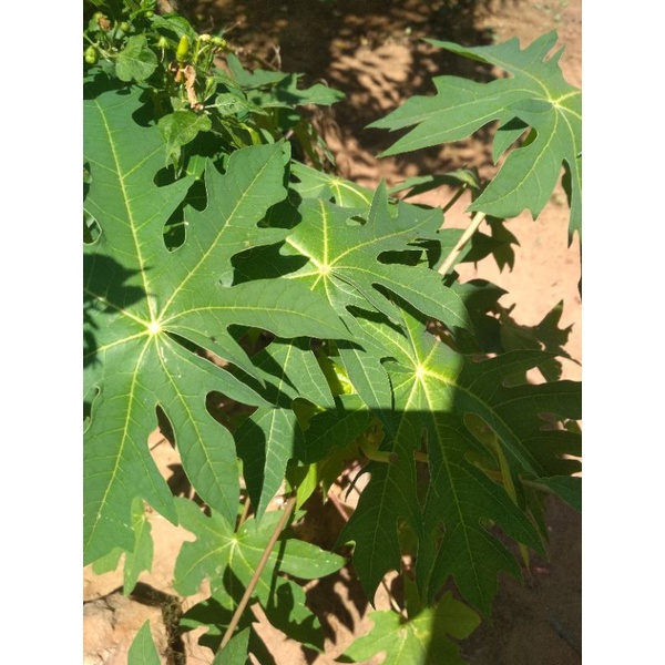 

daun pepaya segar 10 lembar di petik ketika di order