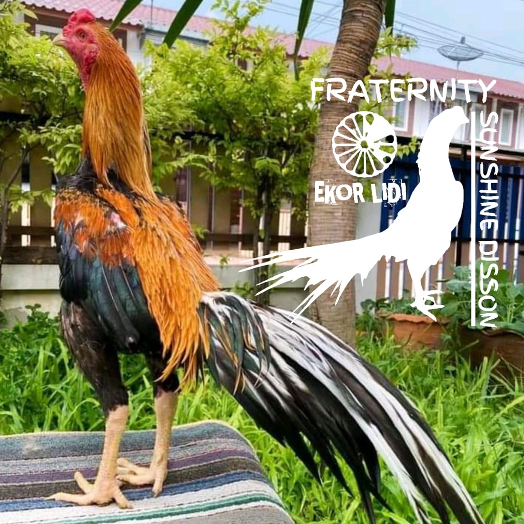 ayam bangkok yudistira ekor lidi klasik shunsine disson paket 2 butir