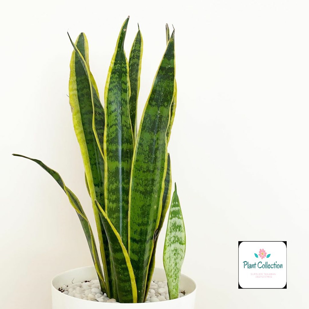 Jual TANAMAN HIAS SANSEVIERIA TRIFASCIATA/ LIDAH MERTUA | Shopee Indonesia